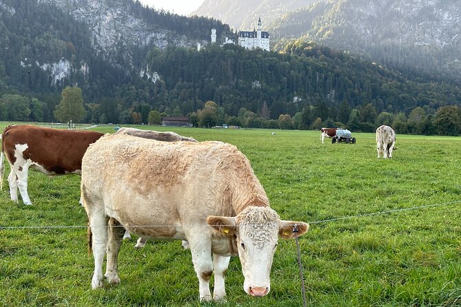 Neuschwanstein Castle & more - Private Tour from Munich - Wies Church and its bright interior