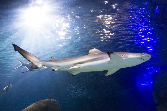 SEA LIFE Munich Admission Ticket - Is $28.91 good value?