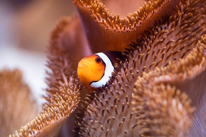 SEA LIFE Munich Admission Ticket - Timing, crowds, and how long to allow